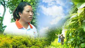 Xen canh hồ tiêu ở Đắk Lắk: Từ Net Zero đến lãi kép kinh tế