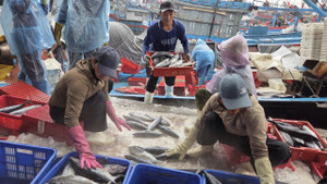 Tàu cá nối đuôi nhau cập bờ, ngư dân tất bật bán hải sản 'chạy bão' Bualoi