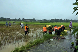 Bộ đội dầm mưa giúp dân gặt lúa non, đưa tàu thuyền 'chạy' bão Bualoi