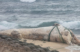 Xác cá voi dài hơn 10m trôi dạt vào bờ biển Lý Sơn