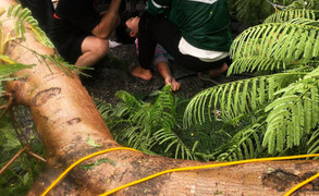 Cây phượng cổ thụ gãy ngang thân, đè trúng người đi đường ở Hải Phòng
