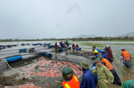 Ngư dân Hà Tĩnh khóc ròng khi 20 tấn cá lồng bè chết trong đêm bão Bualoi đổ bộ