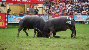 Vạn người đổ về Hải Phòng xem 'ông trâu' khóa sừng, hạ gục đối thủ