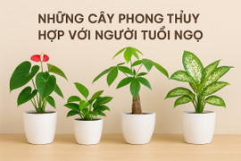 Những cây phong thủy hợp với người tuổi Ngọ