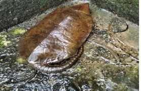 Rùa đầu to cực hiếm bò vào nhà dân ở Quảng Ngãi