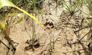 Xác minh thông tin hổ xuất hiện ở Phú Thọ