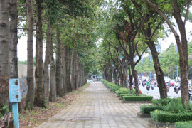 Vì sao TP.HCM chưa thể mở rộng làn xe đạp riêng?