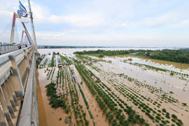 Nước sông Hồng dâng cao nhấn chìm vườn đào quất, nông dân Hà Nội lo mất Tết