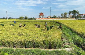 Công an lội ruộng giúp dân gặt lúa 'chạy bão' Matmo