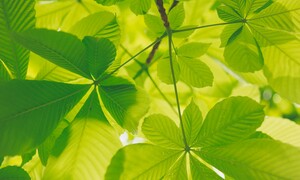 Quang hợp nhân tạo: Nhật Bản khởi động sứ mệnh năng lượng mặt trời toàn cầu