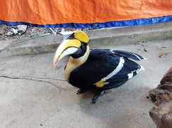 Chim hồng hoàng quý hiếm bay vào nhà dân ở Nghệ An