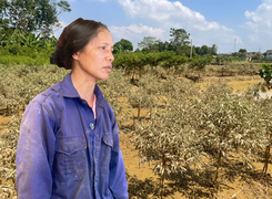 Nghìn gốc đào xác xơ sau lũ, dân Thái Nguyên chết lặng khi 2 năm liền trắng tay