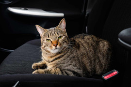 Gia đình đi hơn 160km, tá hỏa phát hiện mèo cưng 'quá giang' trên nóc xe