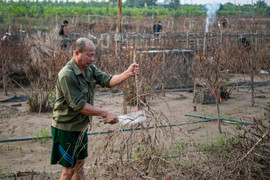 Làng đào Nhật Tân tan hoang sau lũ 