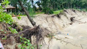Sóng 'nuốt' đường bêtông, 'ngoạm' bật gốc phi lao, công phá bờ biển Hội An