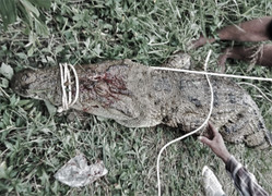 Bắt được cá sấu nặng 80kg tấn công người câu cá ở Khánh Hòa