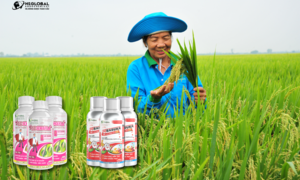 Nông Dược Toàn Cầu: Sản phẩm thuốc bảo vệ thực vật giúp mùa vụ an toàn, bội thu
