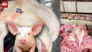 Vì sao hơn 840kg thịt nhiễm dịch tả lợn châu Phi dễ dàng vào chợ