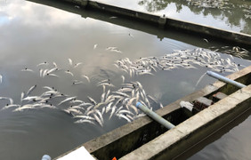 Hơn 45 tấn cá tầm chết do lũ ống, thiệt hại 7,7 tỷ đồng