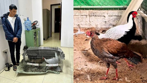 5 luật sư bào chữa miễn phí cho người nuôi gà lôi trắng