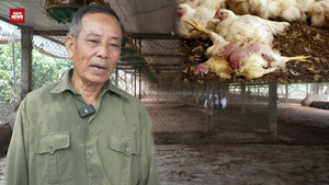 Lão nông chết lặng nhìn đàn gà 4.000 con trôi theo lũ dữ