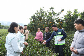 Kiện toàn hệ thống khuyến nông cả nước theo mô hình chính quyền hai cấp