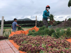 Nông dân đặc khu Lý Sơn thu hoạch hành non 'chạy bão' Fengshen
