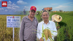 Năng suất lúa gạo Cuba tăng đột biến sau hơn 20 năm hợp tác với Việt Nam