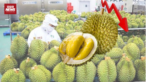 Các kho ngừng thu mua sầu riêng: Thương lái, nhà vườn hoang mang