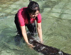 Cá tầm 50kg lớn nhất Lai Châu được bán đấu giá bao nhiêu?