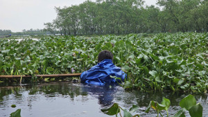 Bèo 'tấn công' làng du lịch cộng đồng do mưa lũ, dân Huế ngụp lặn 'giải vây'