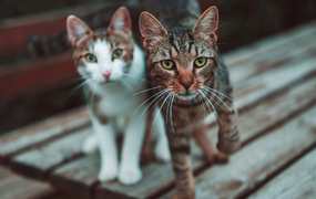 Sau ly hôn vẫn phải chu cấp tiền nuôi mèo cho vợ cũ suốt 10 năm