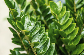 Những cây phong thủy hợp với người tuổi Tuất