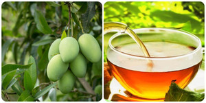 Uống nước lá xoài có tác dụng gì?