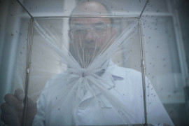 Bên trong 'công xưởng' nuôi muỗi để dập dịch sốt xuất huyết