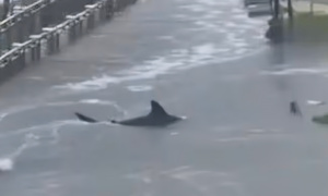 Công nghệ 30/10: Video AI giả mạo bão Melissa gây hoang mang