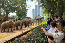 Thảo Cầm Viên Sài Gòn ‘bỏ túi’ 450 triệu đồng/ngày