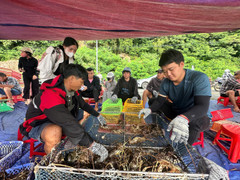 Giá tôm hùm tại Đắk Lắk giảm trước bão số 13 Kalmaegi