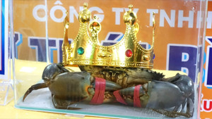 Ngày hội Cua Cà Mau 2025: Khát vọng vươn xa từ 'hương rừng - vị biển'