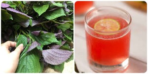 Uống nước lá tía tô hàng ngày có tác dụng gì?