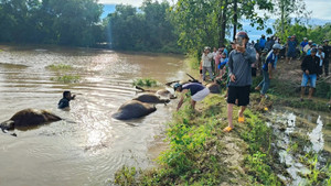 Nước lũ dâng nhanh, 23 con trâu chết ngạt ở Đắk Lắk