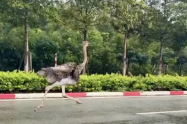 Số phận của con đà điểu xổng chuồng lao vun vút giữa đường phố TP.HCM