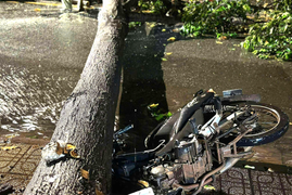 Cây đổ la liệt, đè bẹp xe máy ở TP.HCM sau cơn mưa dông lớn