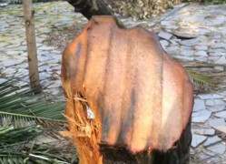 Xác minh clip 'tôn bay chém đứt thân cây dừa' ở Đắk Lắk xôn xao mạng xã hội