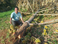Hàng chục ha sầu riêng đổ rạp sau bão số 13, nông dân khóc nghẹn giữa vườn