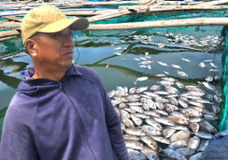 Cá chết nổi trắng bè sau bão số 13 ở Đắk Lắk