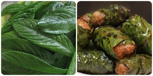 Lá xương sông có tác dụng gì?