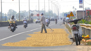 Chặn đường phơi thóc - cái bẫy giết người nhân danh thói quen 