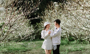 Hoa mận nở sớm, Mộc Châu toả sắc trắng tinh khôi giữa tháng 11