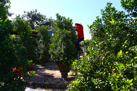 Đón Tết Bính Ngọ, khách sớm xuống tiền đặt cọc quất cảnh vì lo 'cháy hàng'